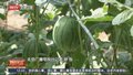 西甜瓜采摘节开幕