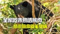美国一家6口吃未熟透熊肉：全部感染致命旋毛虫病！