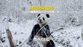 独家宠粉福利来咯！糖霜贤贤雪地吃播甜蜜上线