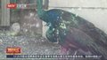 8种21只“新业主”入住北京动物园