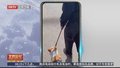 山东潍坊 谁说“小短腿”不能当警犬？搜爆犬福仔前来报到