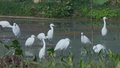 北京成为“生物多样性魅力城市”