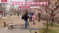 明城墙遗址公园梅花早报道？梅花为何偏爱明城墙→