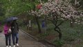 雨中香山革命纪念 以春为“笔”描绘最美红色课堂