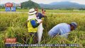 科学家在菲律宾培育出低升糖指数大米