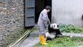 人类和熊猫双向奔赴的爱