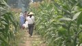 京津冀优质玉米齐聚北京