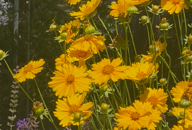 今日，陶然亭的花开了