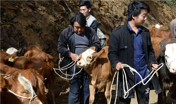 运牛车险翻山谷:"扶贫牛"脱险记