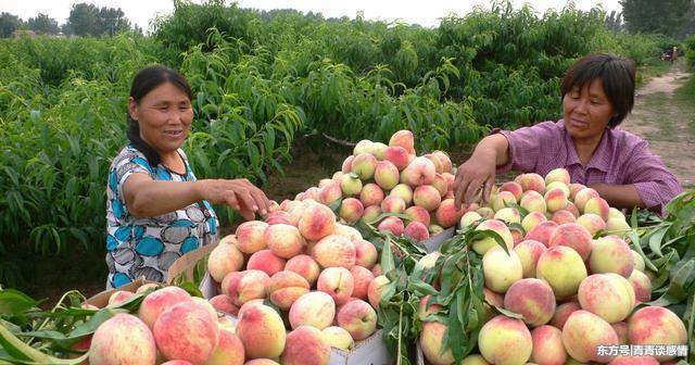 母亲打电话说桃子熟了,儿子听了不以为然,三天