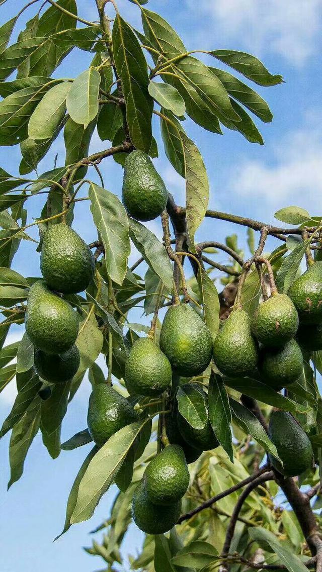 越南乡镇农场,水果成灾!