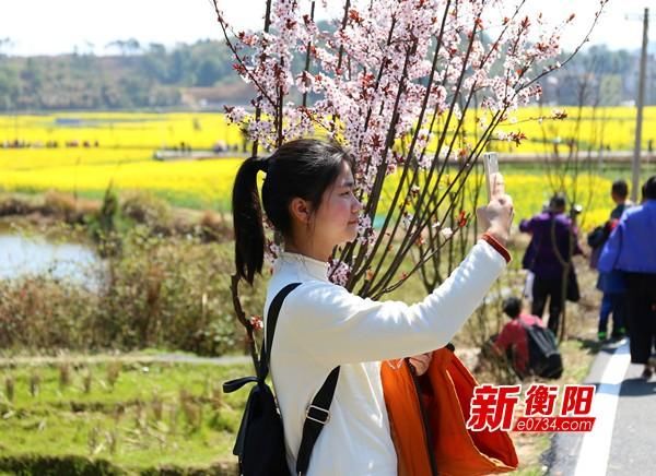 衡阳网红油菜花太极图吸引八方游客踏青赏花