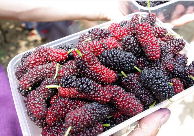 女人吃桑葚有哪些好处 可这几种人不宜吃桑葚