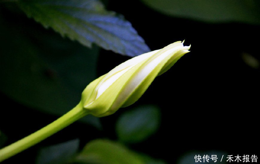 而月光花的顏色為純白色,朵形似滿月,大而美麗,因此在古時候,人們也稱