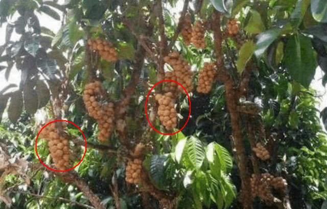 果长得像龙眼却比龙眼更好吃,还被称为爱情果