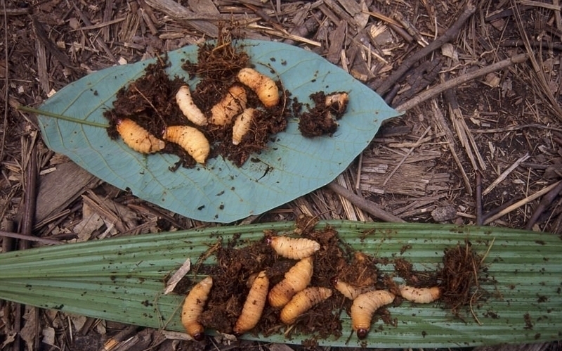 一些宗族畏惧西方人，他们称外来人为“鬼怪”。科罗威部落第一次与西方人打交道是在1974年3月，当时一队科学家偶然遇见了科罗威人。