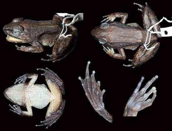 俄罗斯出现变异蛙,科学家呼吁保护蛙类生物,不然人类沦为变种人
