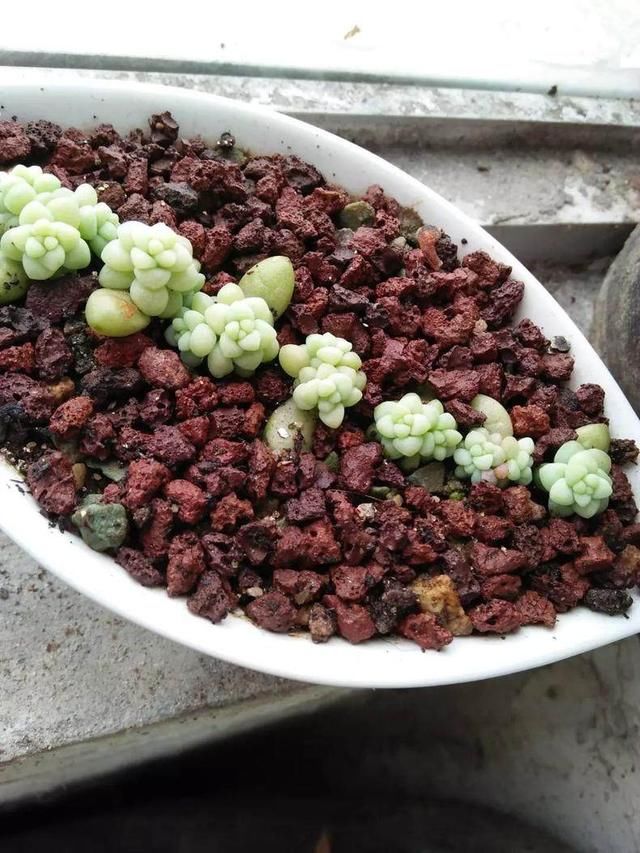 这样给多肉植物配土,一整夏都"没损失"肉肉!