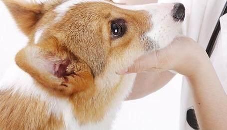 狗狗眼屎多怎么办?千万别大意!