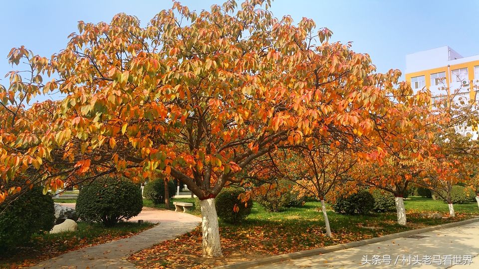 安阳工学院,河南省唯一一所培养飞行员的高校