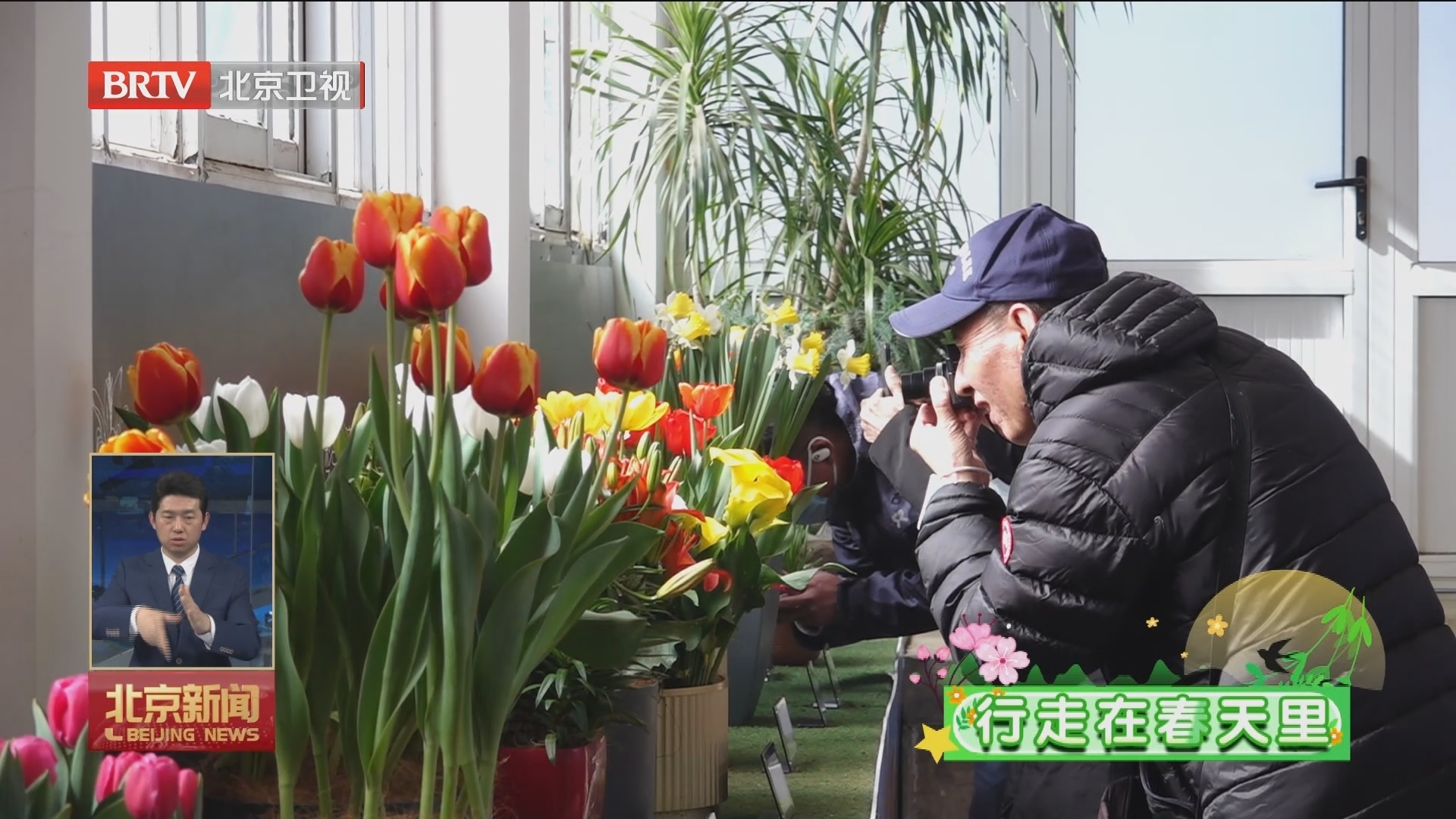 行走在春天里｜中山公园第29届春花展暨郁金香观赏季启动