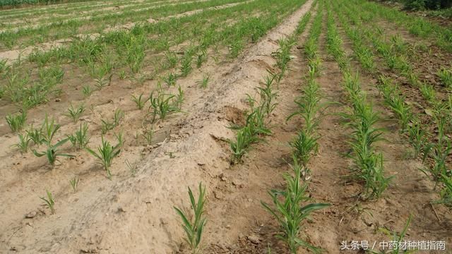 价格一涨再涨的中药材北柴胡(种子),后市看好,