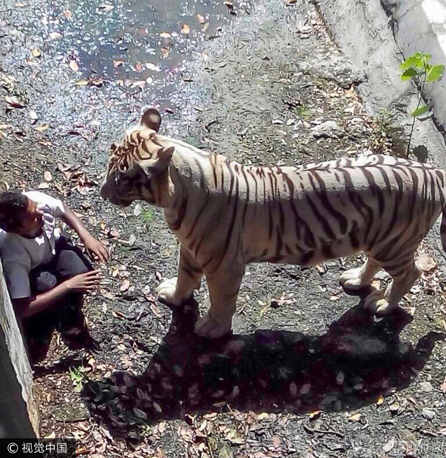 动物伤人事件图片