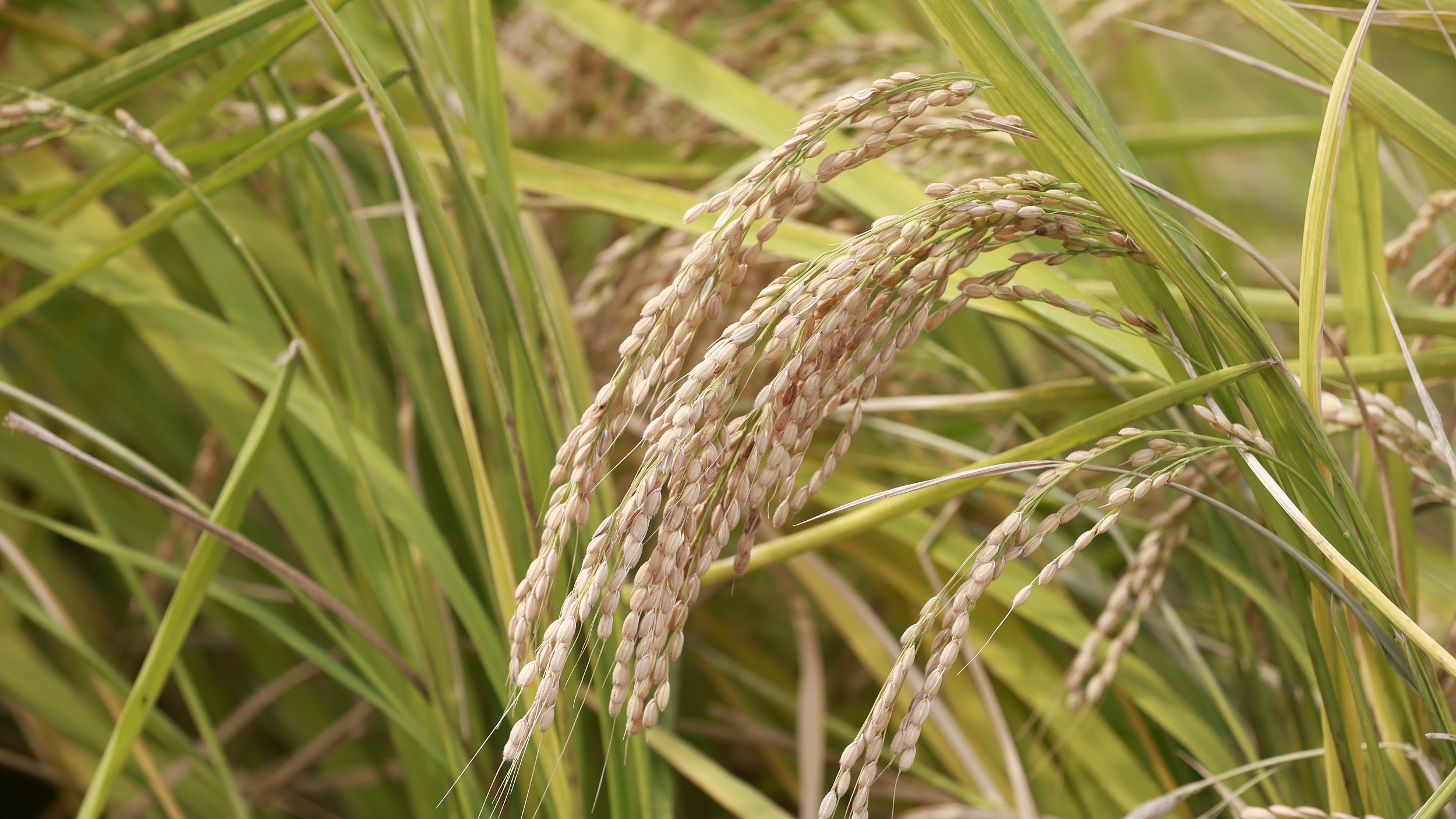 走进乡村看振兴:127种旱稻?上百种食物药材?著名的香椿宴产地_北京时间