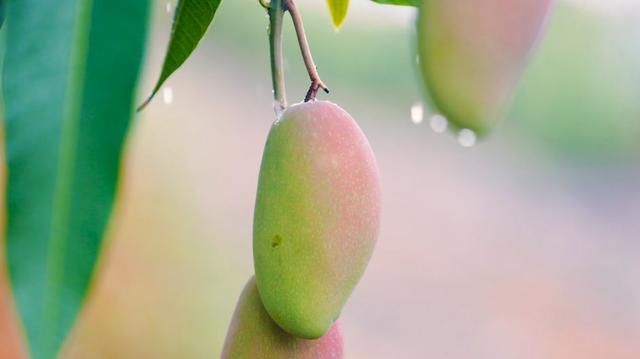 4月,一村一店乡村振兴项目将在云南正式开启