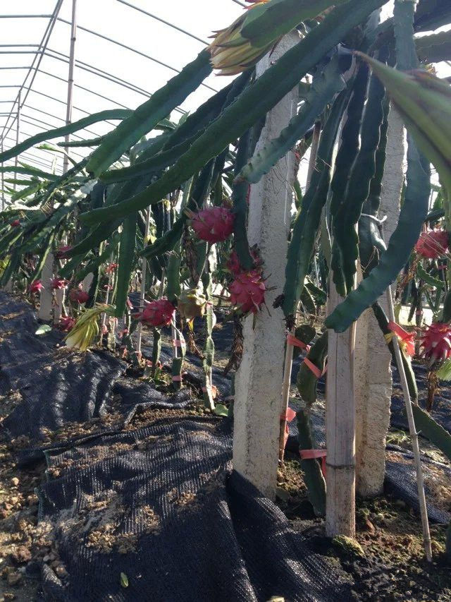 夜里开花白天谢,一朵还卖10来多块钱的火龙果