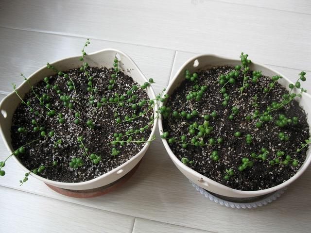 多肉佛珠这样扦插,成功率接近100%,养的像帘子一样,太美了!