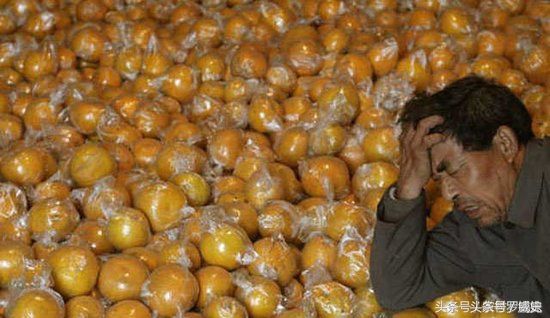 辛辛苦苦种水果一年卖不出去