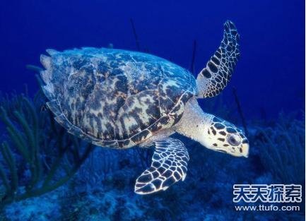 这些动物竟能够长生不老 让人不可思议