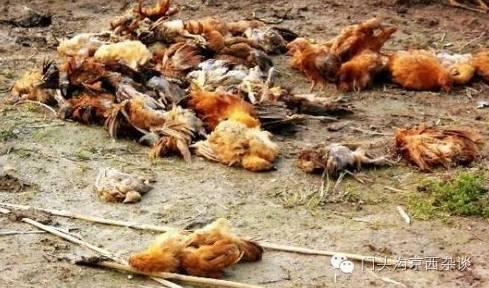 网曝门头沟现不明生物 40多只鸡2只猫一夜全死
