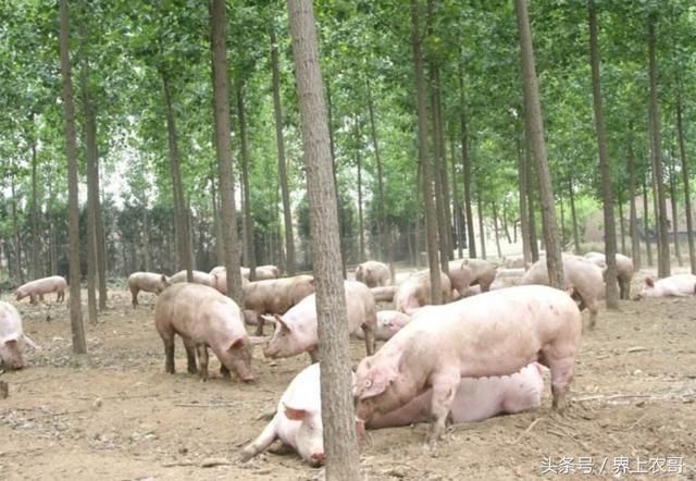 良丰农业:养猪和养鸡哪个利润高?