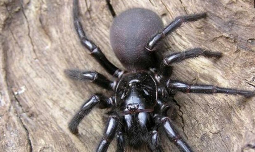 知道为什么都不想去澳大利亚旅游吗?看看这些