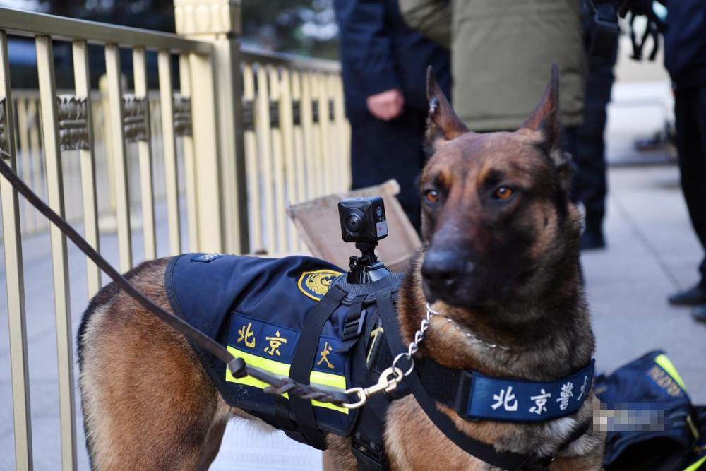 北京警犬首次佩戴全景VR执法记录仪执勤 北京警犬首次佩戴全景VR执法记录仪执勤