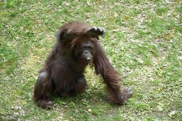 如果你爱的人属猴,68年,80年,92年出世的人,