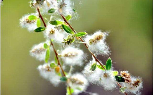 你讨厌的柳絮原来是一味中药,这么用能治三种