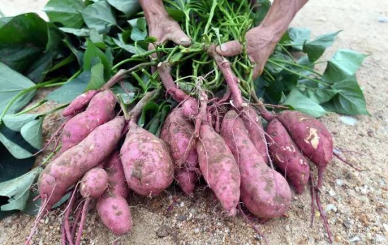 我是一个苕伢(ya),可我也想有人把我带回家!