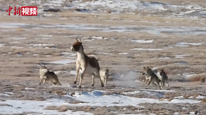 生死对决!黄河源头上演狼群围猎藏野驴的“野性大片” 生死对决!黄河源头上演狼群围猎藏野驴的“野性大片”
