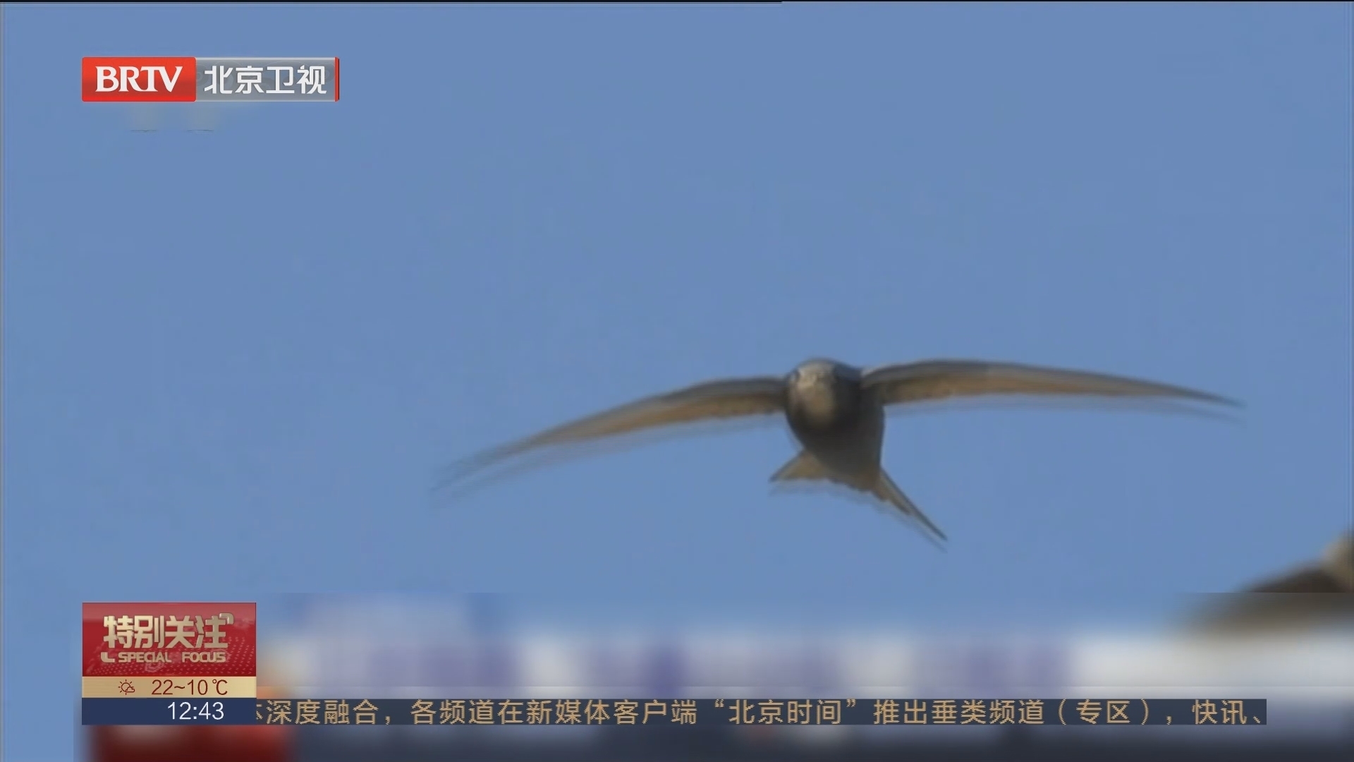 四月燕归来 北京雨燕“先遣小分队”已抵京_北京时间