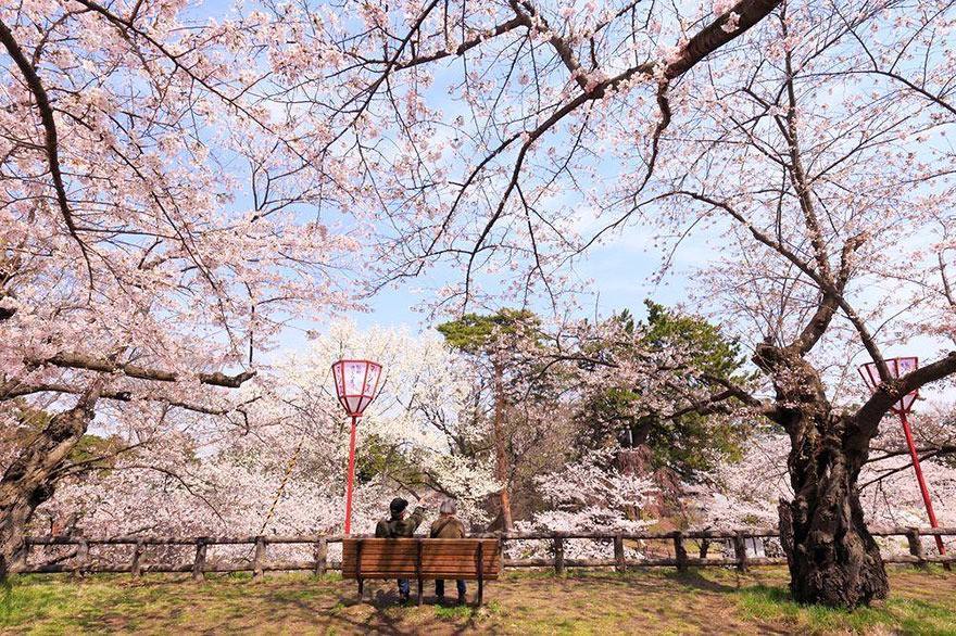 史上最全日本2019年樱花赏花花期预测