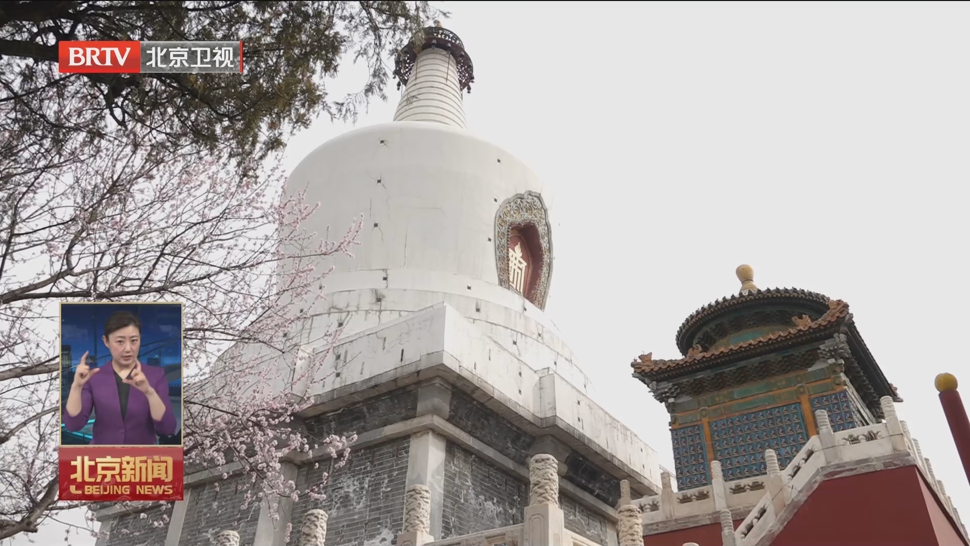 琼岛春阴美景初现 北海山桃始盛开