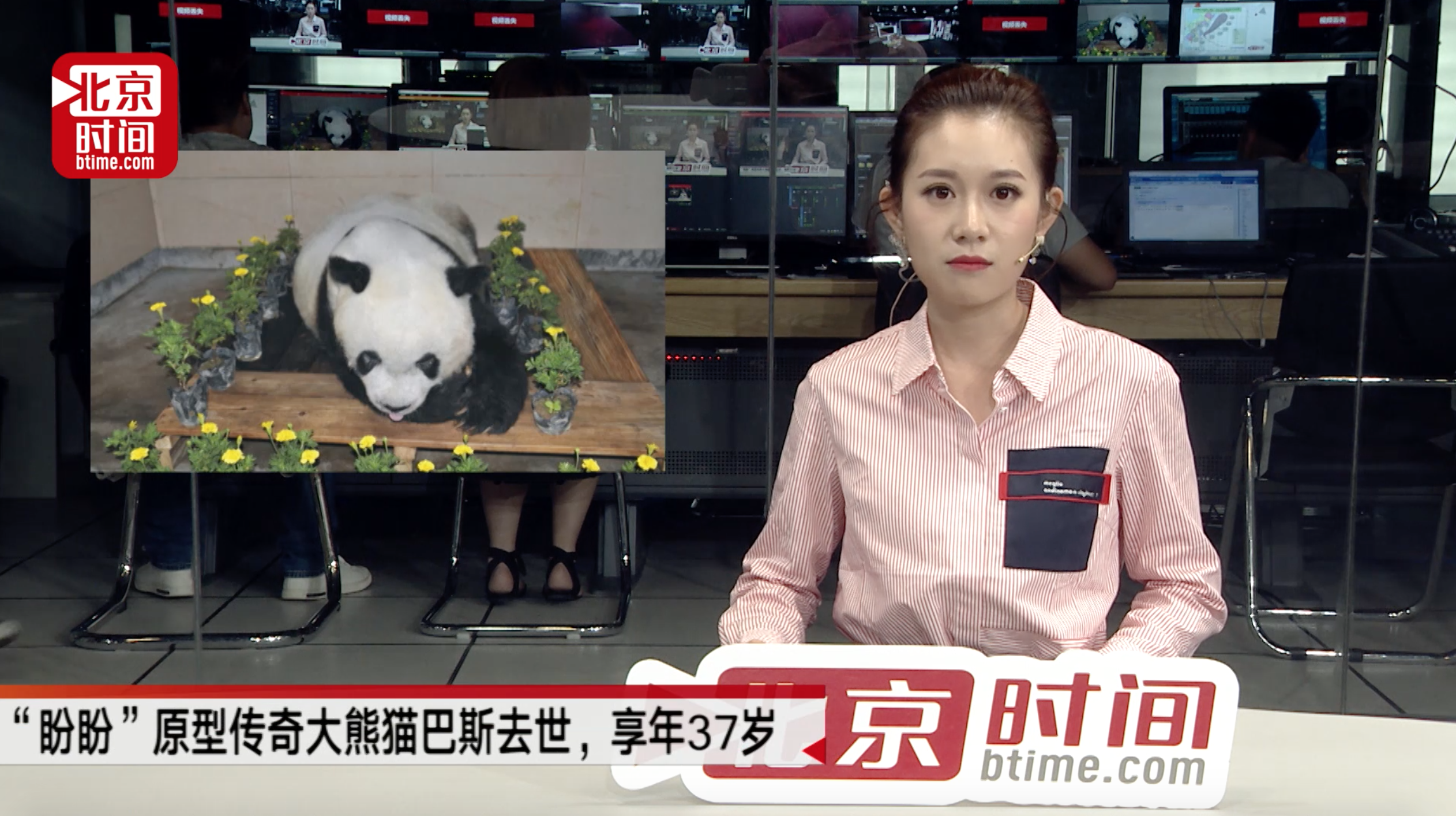 “盼盼”原型传奇大熊猫巴斯去世，享年37岁
