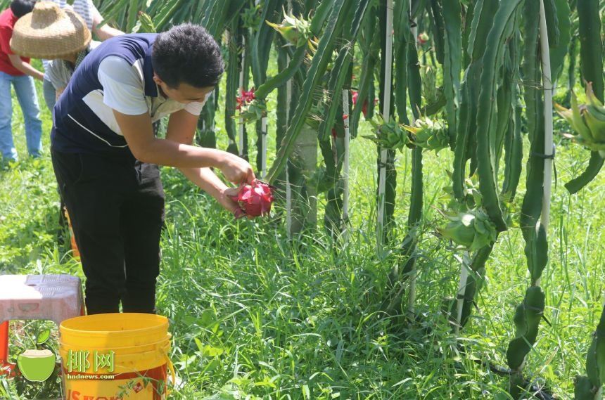 海南水果销售新玩法!边吃边播,果农直播销售