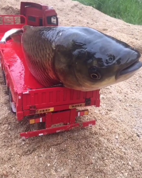 大跌眼镜:这么大一条鱼,货车都装不下!