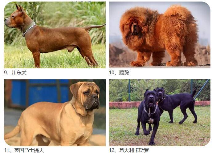39种烈性犬图片图片