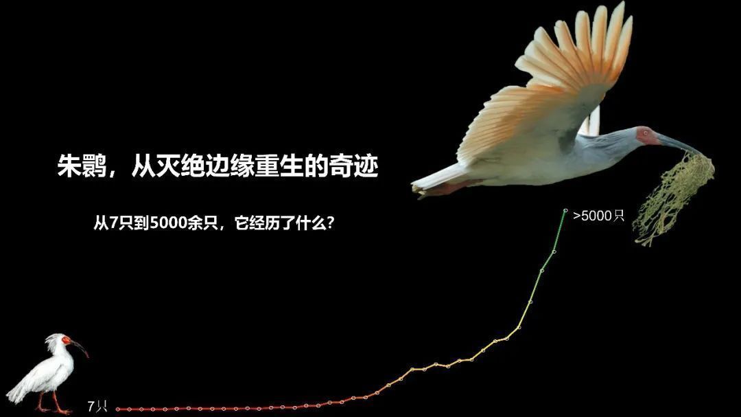 【国际爱鸟日】李欣海：朱鹮，从灭绝边缘重生的奇迹