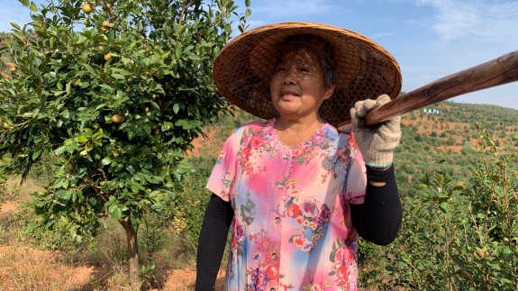 油茶树结出“富贵果” 七旬娭毑品尝致富“香油” 油茶树结出“富贵果” 七旬娭毑品尝致富“香油”